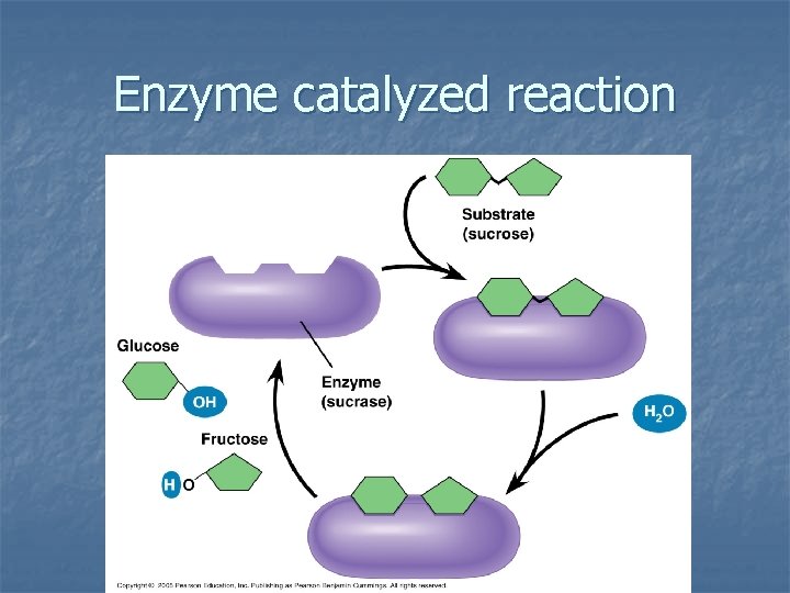Enzyme catalyzed reaction 
