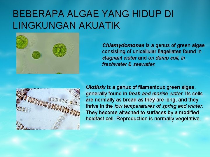 BEBERAPA ALGAE YANG HIDUP DI LINGKUNGAN AKUATIK Chlamydomonas is a genus of green algae