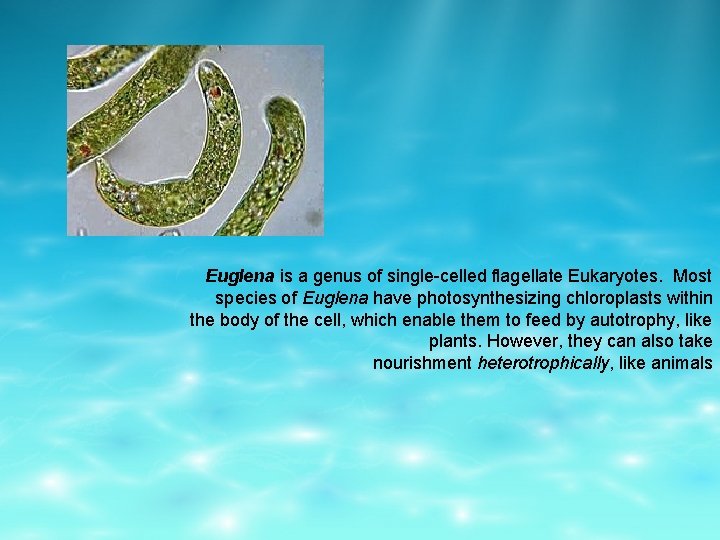 Euglena is a genus of single-celled flagellate Eukaryotes. Most species of Euglena have photosynthesizing