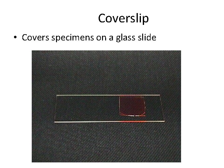 Coverslip • Covers specimens on a glass slide 