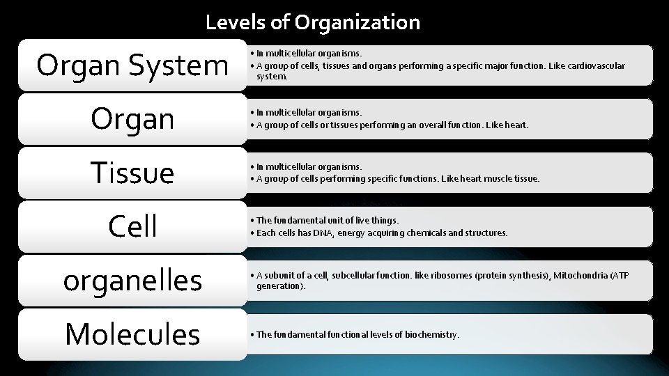 Levels of Organization Organ System • In multicellular organisms. • A group of cells,