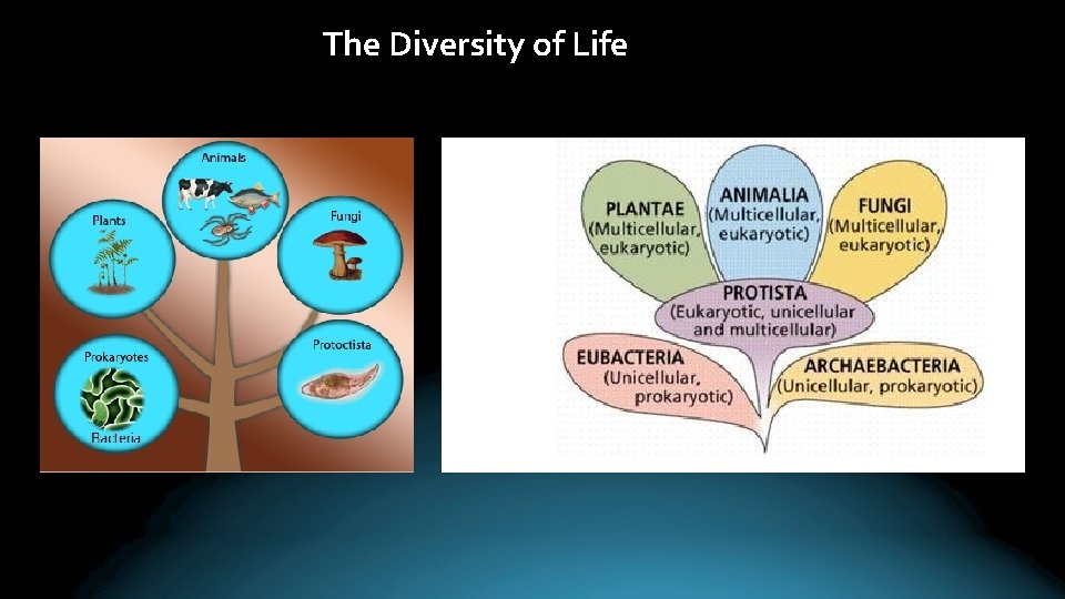 The Diversity of Life 