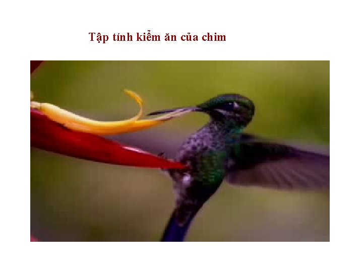 Tập tính kiểm ăn của chim 