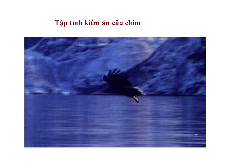 Tập tính kiểm ăn của chim 