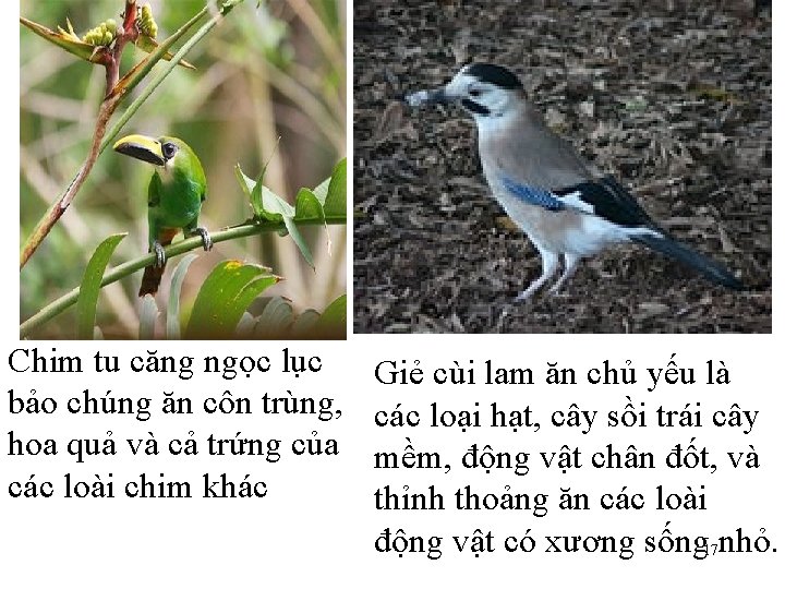 Chim tu căng ngọc lục bảo chúng ăn côn trùng, hoa quả và cả