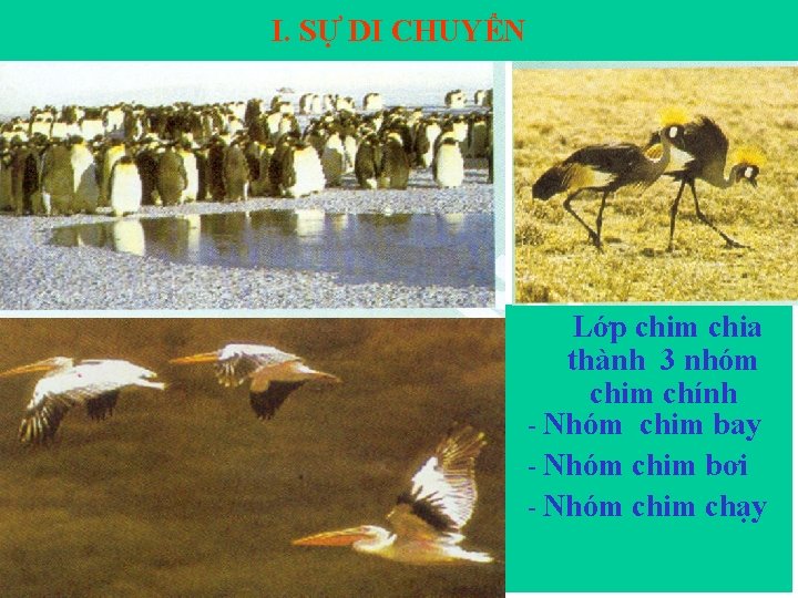 I. SỰ DI CHUYỂN Lớp chim chia thành 3 nhóm chim chính - Nhóm