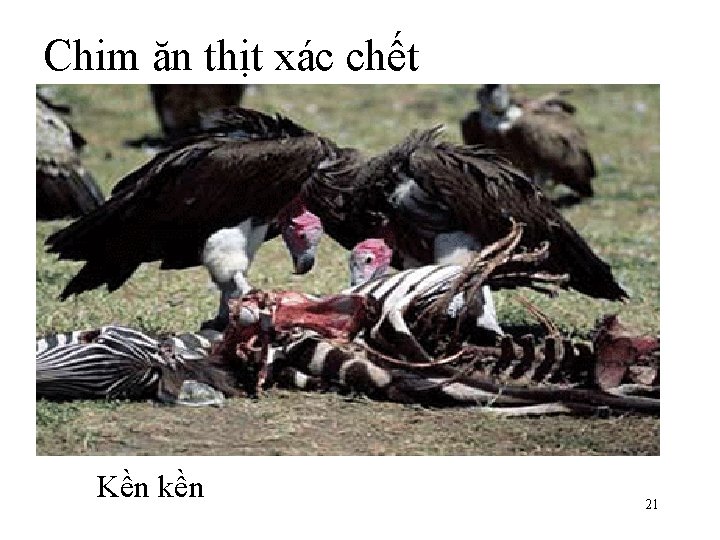 Chim ăn thịt xác chết Kền kền 21 