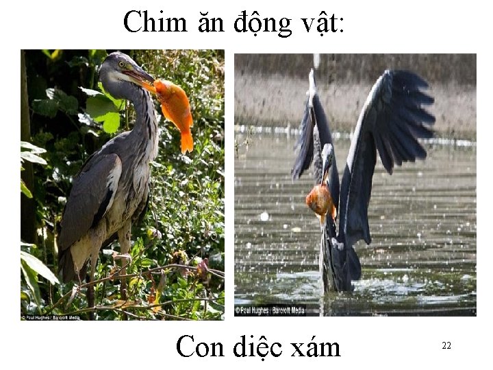 Chim ăn động vật: Con diệc xám 22 