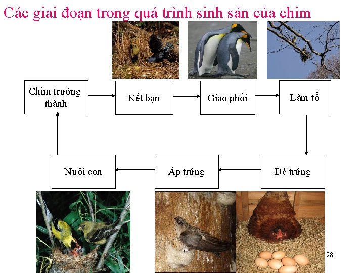 Các giai đoạn trong quá trình sinh sản của chim Chim trưởng thành Nuôi