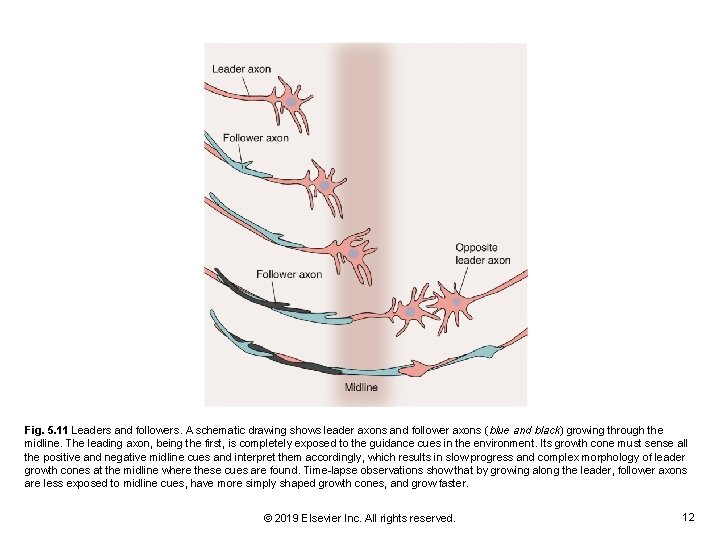 Fig. 5. 11 Leaders and followers. A schematic drawing shows leader axons and follower