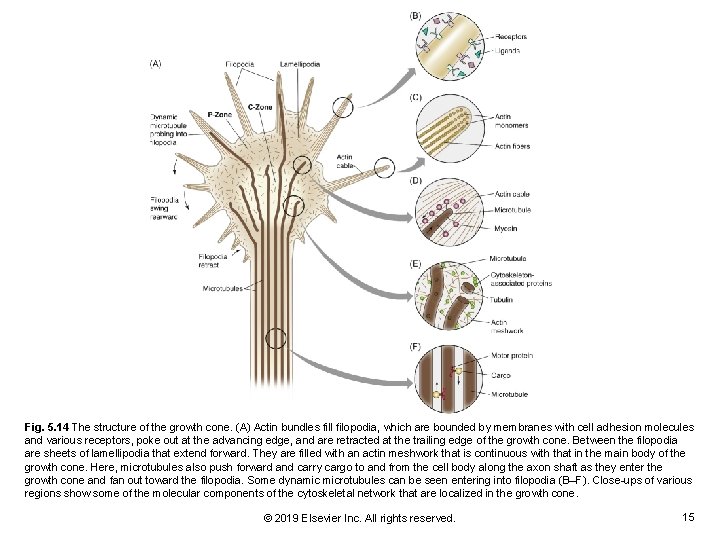 Fig. 5. 14 The structure of the growth cone. (A) Actin bundles fill filopodia,