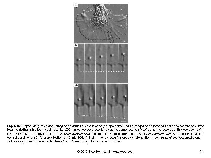 Fig. 5. 16 Filopodium growth and retrograde f-actin flow are inversely proportional. (A) To