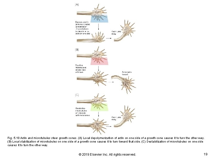 Fig. 5. 18 Actin and microtubules steer growth cones. (A) Local depolymerization of actin