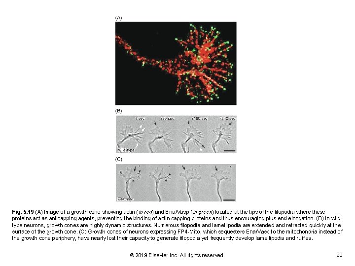 Fig. 5. 19 (A) Image of a growth cone showing actin (in red) and