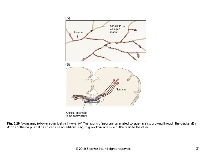 Fig. 5. 20 Axons may follow mechanical pathways. (A) The axons of neurons on