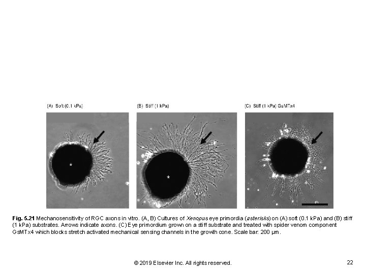 Fig. 5. 21 Mechanosensitivity of RGC axons in vitro. (A, B) Cultures of Xenopus