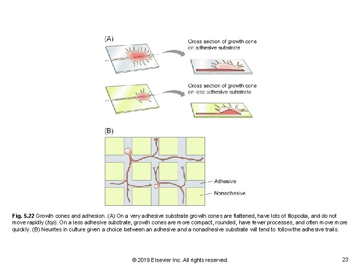 Fig. 5. 22 Growth cones and adhesion. (A) On a very adhesive substrate growth