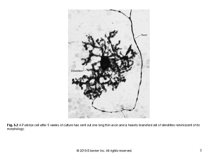 Fig. 5. 2 A Purkinje cell after 5 weeks of culture has sent out