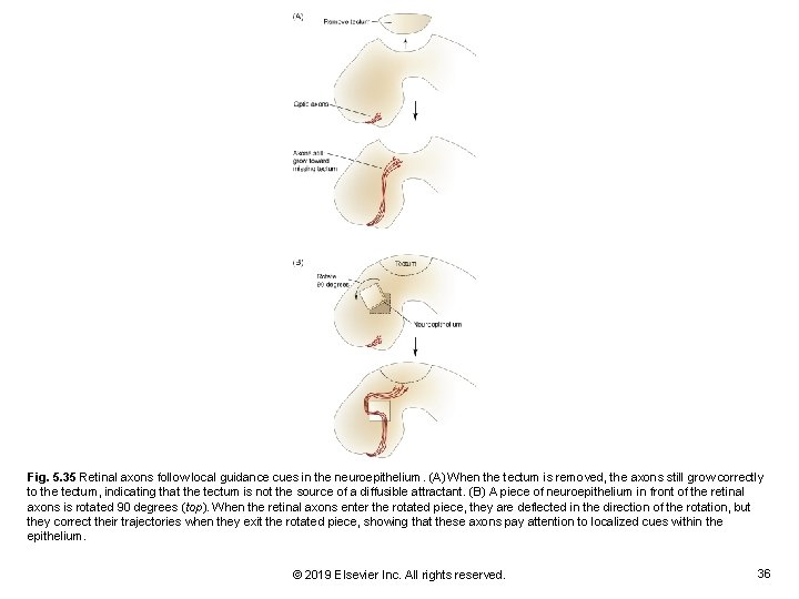 Fig. 5. 35 Retinal axons follow local guidance cues in the neuroepithelium. (A) When