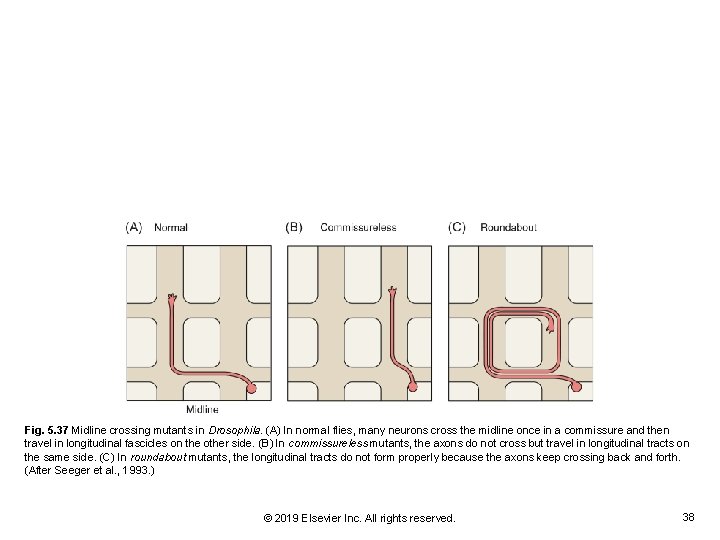 Fig. 5. 37 Midline crossing mutants in Drosophila. (A) In normal flies, many neurons