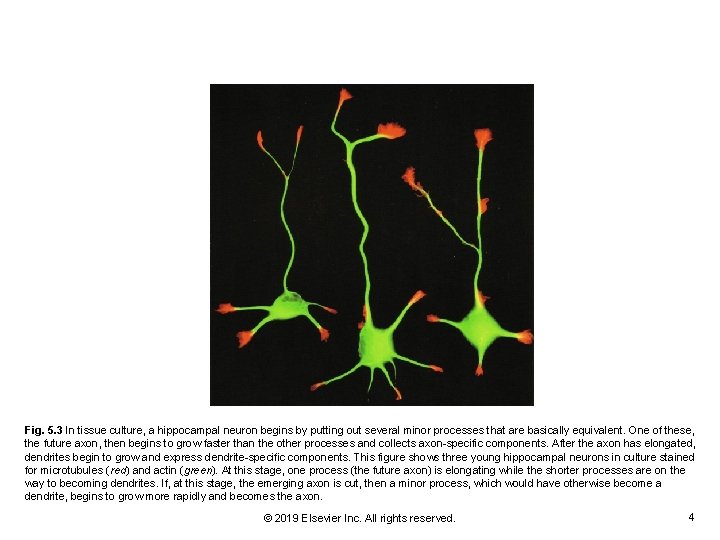 Fig. 5. 3 In tissue culture, a hippocampal neuron begins by putting out several