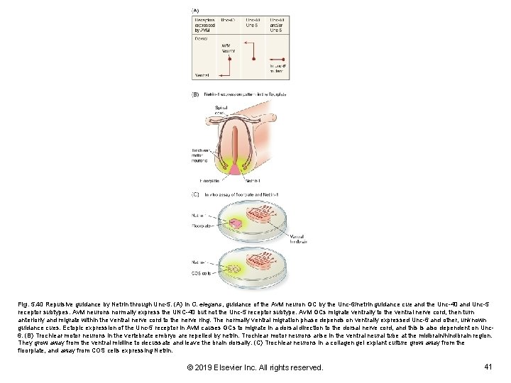 Fig. 5. 40 Repulsive guidance by Netrin through Unc-5. (A) In C. elegans, guidance