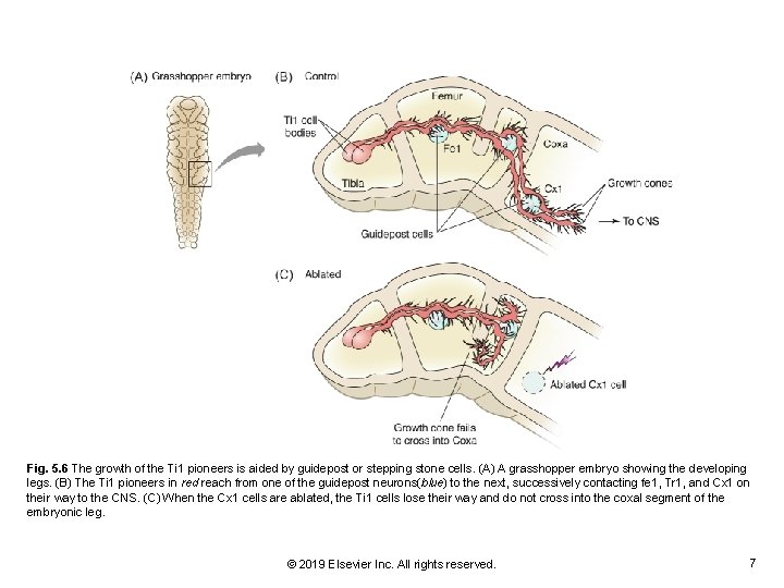 Fig. 5. 6 The growth of the Ti 1 pioneers is aided by guidepost