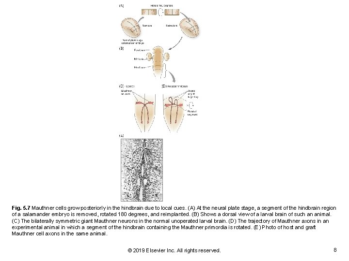 Fig. 5. 7 Mauthner cells grow posteriorly in the hindbrain due to local cues.