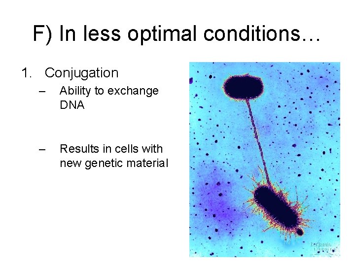 F) In less optimal conditions… 1. Conjugation – Ability to exchange DNA – Results