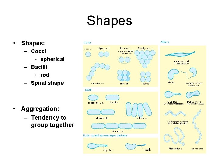 Shapes • Shapes: – Cocci • spherical – Bacilli • rod – Spiral shape