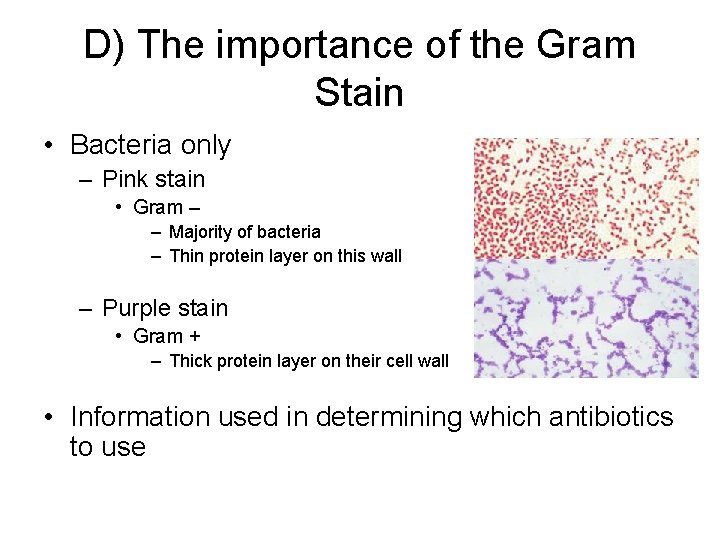 D) The importance of the Gram Stain • Bacteria only – Pink stain •