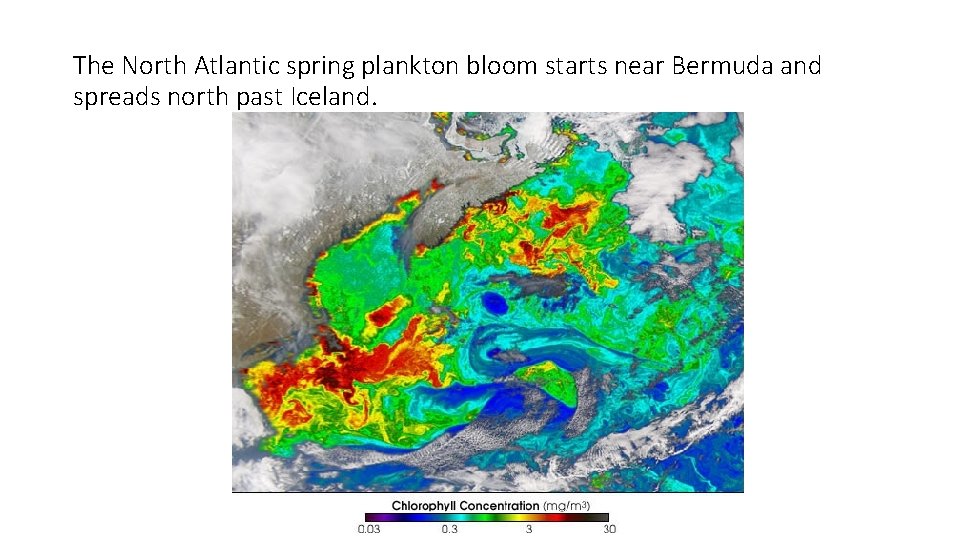 The North Atlantic spring plankton bloom starts near Bermuda and spreads north past Iceland.