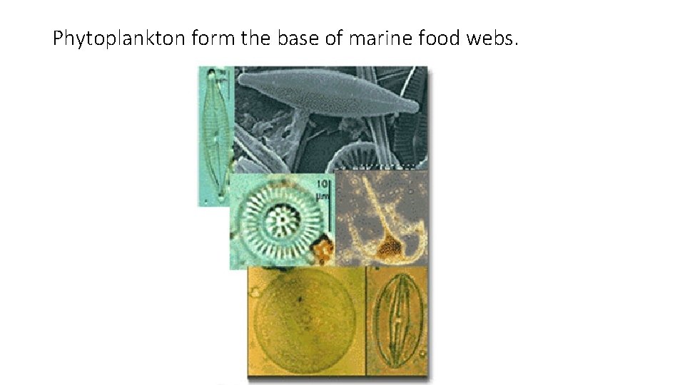 Phytoplankton form the base of marine food webs. 