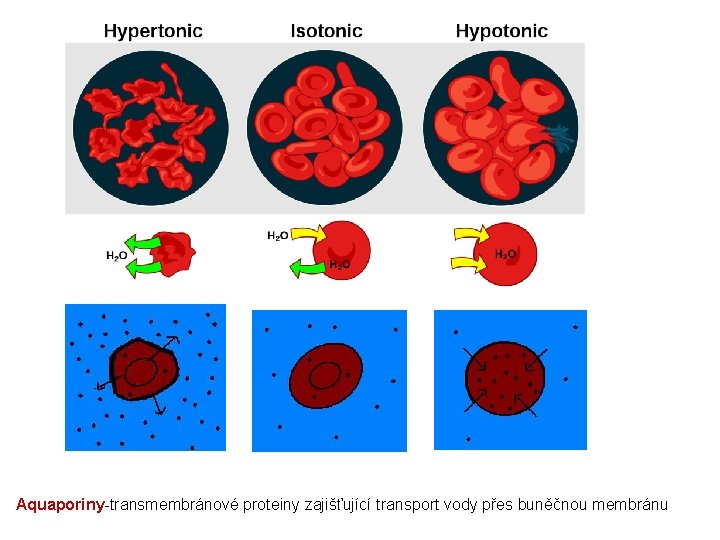 Aquaporiny-transmembránové proteiny zajišťující transport vody přes buněčnou membránu 