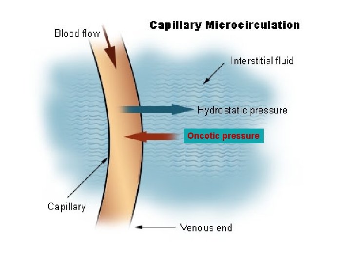 Oncotic pressure 