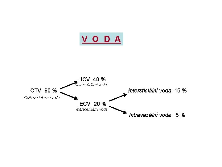 V O D A ICV 40 % intracelulární voda CTV 60 % Intersticiální voda