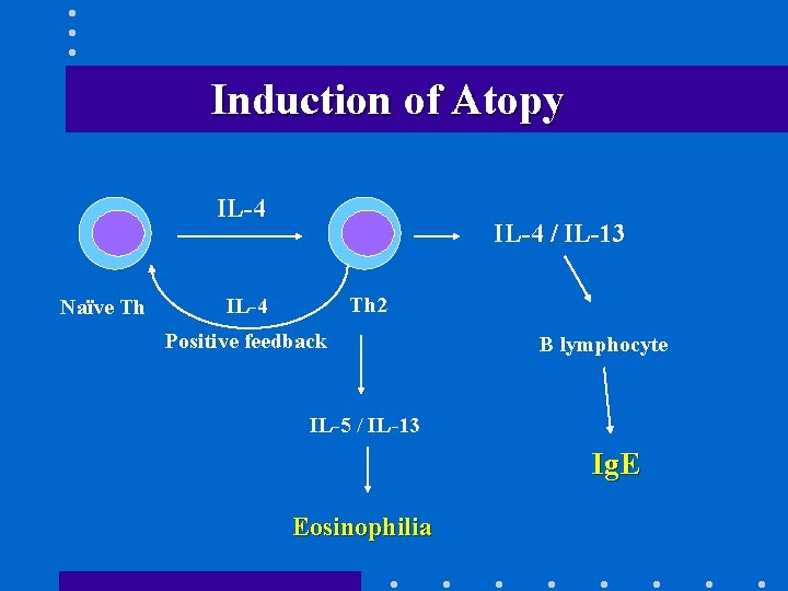Induction of Atopy IL-4 Naïve Th IL-4 / IL-13 Th 2 IL-4 Positive feedback
