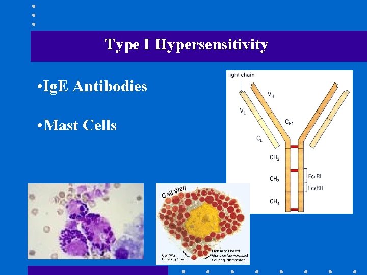 Type I Hypersensitivity • Ig. E Antibodies • Mast Cells 