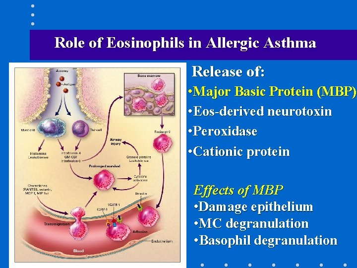Role of Eosinophils in Allergic Asthma Release of: • Major Basic Protein (MBP) •