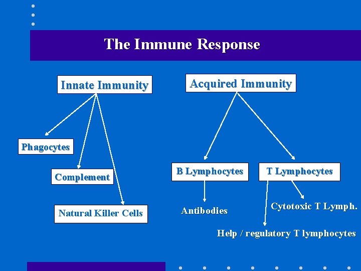 The Immune Response Innate Immunity Acquired Immunity Phagocytes Complement Natural Killer Cells B Lymphocytes
