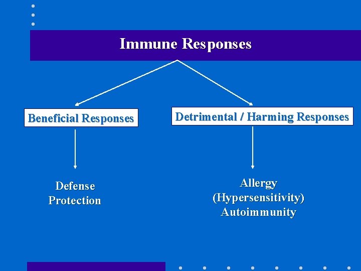 Immune Responses Beneficial Responses Defense Protection Detrimental / Harming Responses Allergy (Hypersensitivity) Autoimmunity 
