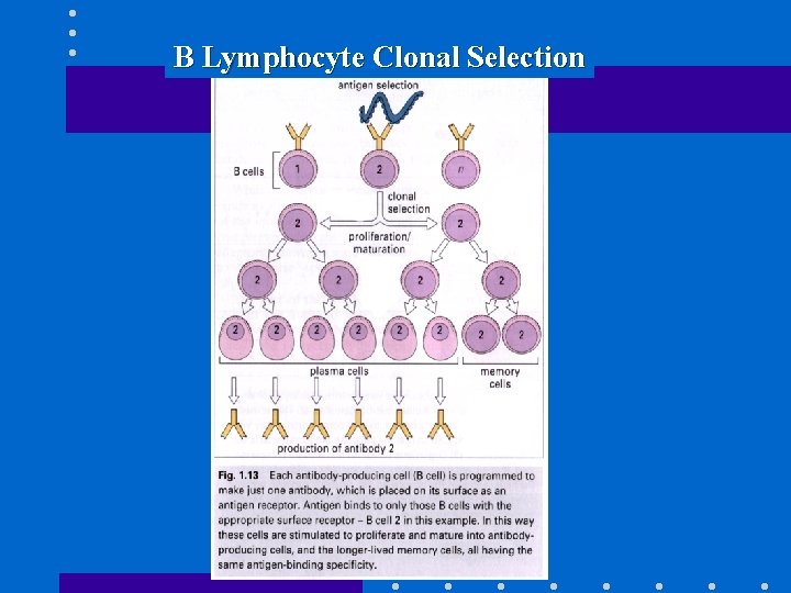 B Lymphocyte Clonal Selection 