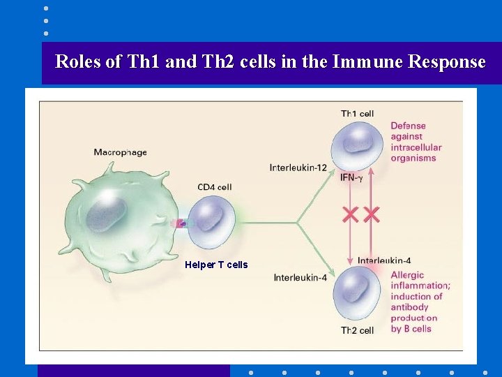 Roles of Th 1 and Th 2 cells in the Immune Response Helper T