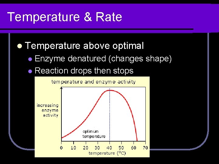 Temperature & Rate l Temperature above optimal Enzyme denatured (changes shape) l Reaction drops