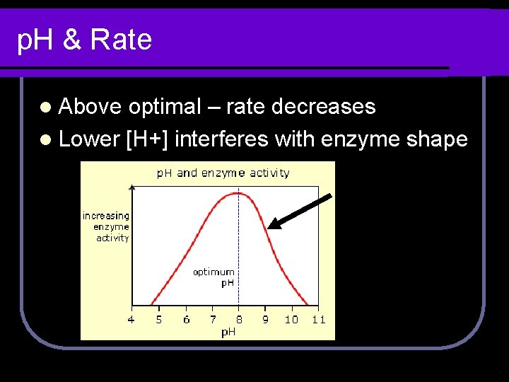 p. H & Rate l Above optimal – rate decreases l Lower [H+] interferes