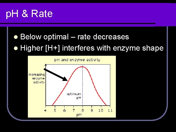 p. H & Rate l Below optimal – rate decreases l Higher [H+] interferes