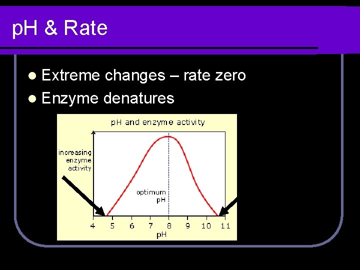 p. H & Rate l Extreme changes – rate zero l Enzyme denatures 