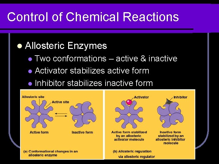 Control of Chemical Reactions l Allosteric Enzymes Two conformations – active & inactive l