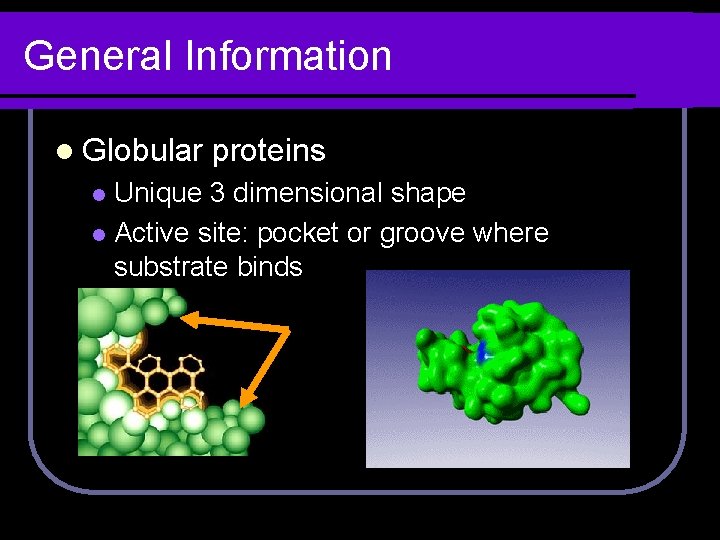 General Information l Globular proteins Unique 3 dimensional shape l Active site: pocket or