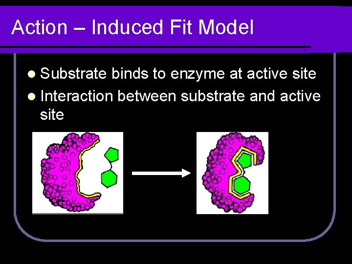 Action – Induced Fit Model l Substrate binds to enzyme at active site l